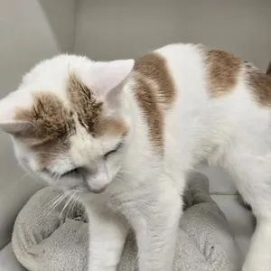 Timon
