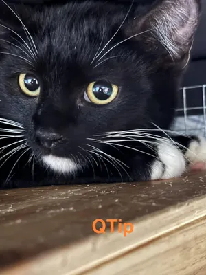 Q-tip