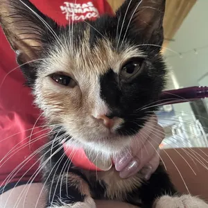 Smudge (Chetney K6)