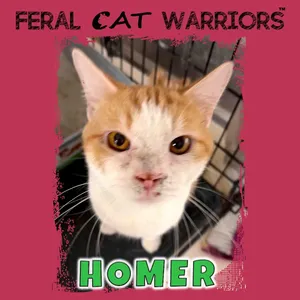 Homer