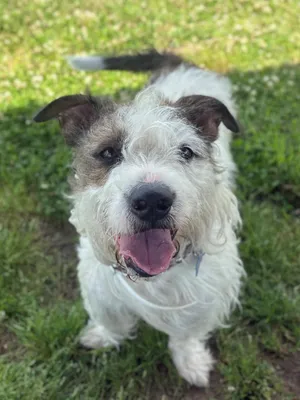 Rigby