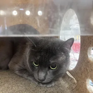 Milo