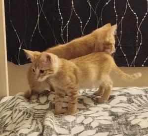 Phoenix - AZ Litter