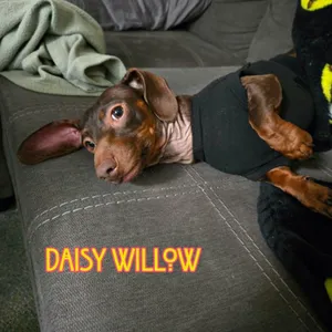 Daisy Willow