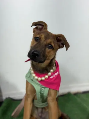 Demi Moore-One of our Amazing Rescue Dogs