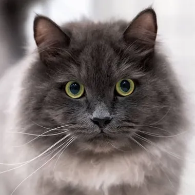 Nebelung