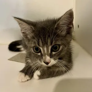 Chibby