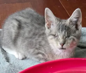 Roomba