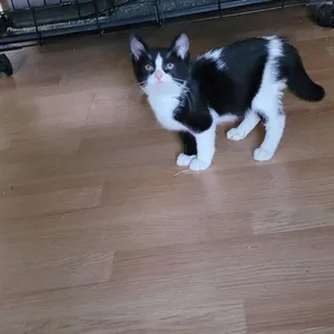 Frank