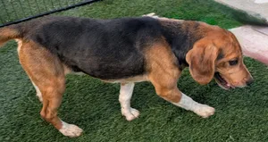 Beaglicious