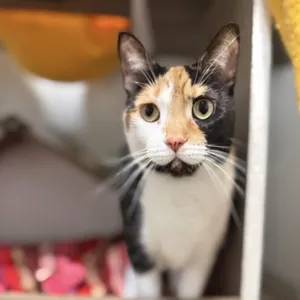 Tiki - at Petsmart Madison East