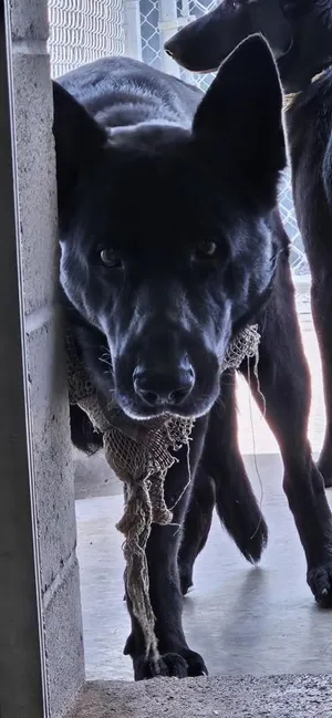 Shadow