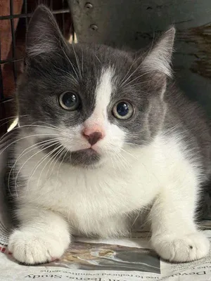 Carla
