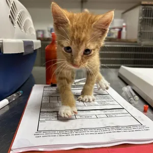 Mr. Meowie