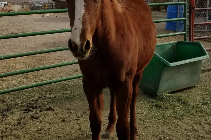 Tonopah Animal Shelter