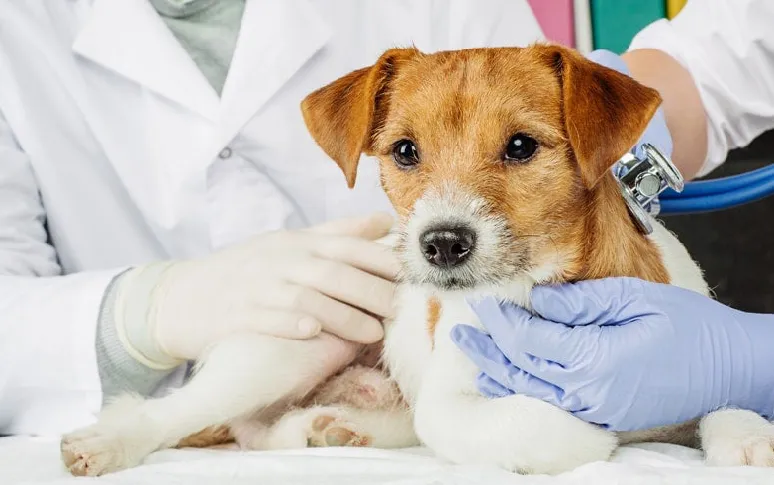 Unlocking The 10 Secrets To Your Dog's Longevity