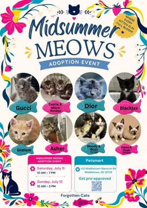 Kittens Event at Middletown PetSmart July 11-12