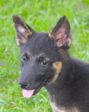 SKYE-14 wks-Spay Contract Required $425
