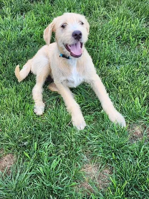 GINO