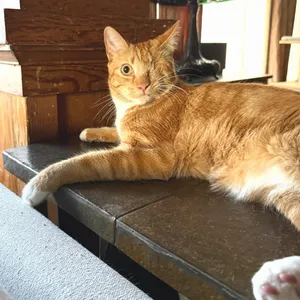 Sir Dudley