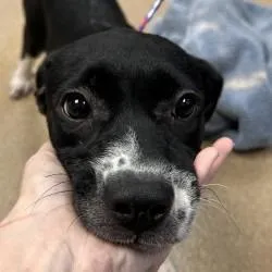 Oreo Cookie