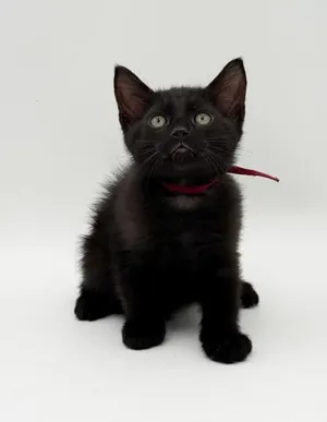 Milo (Burgundy Collar)