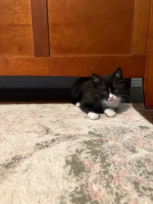 Tater