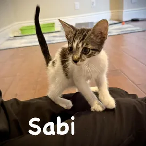Sabi