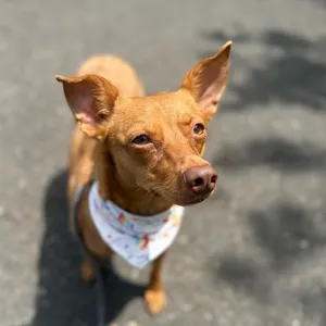Ari
