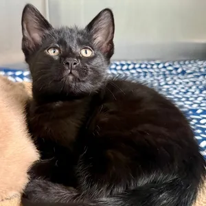 Koko