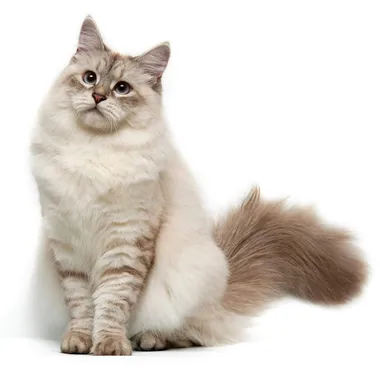 Siberian