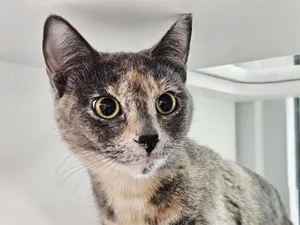 STORMI