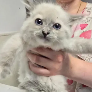 Gina