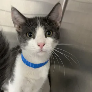 Oliver