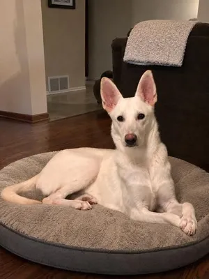 Lucy