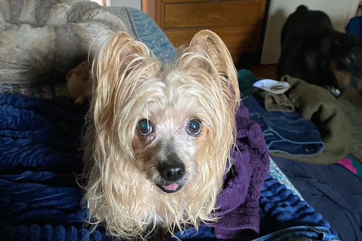 Sonoma County Animal Shelter