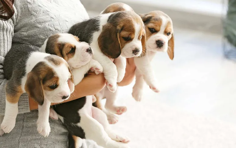 10 Most Popular Dog Breeds in 2026