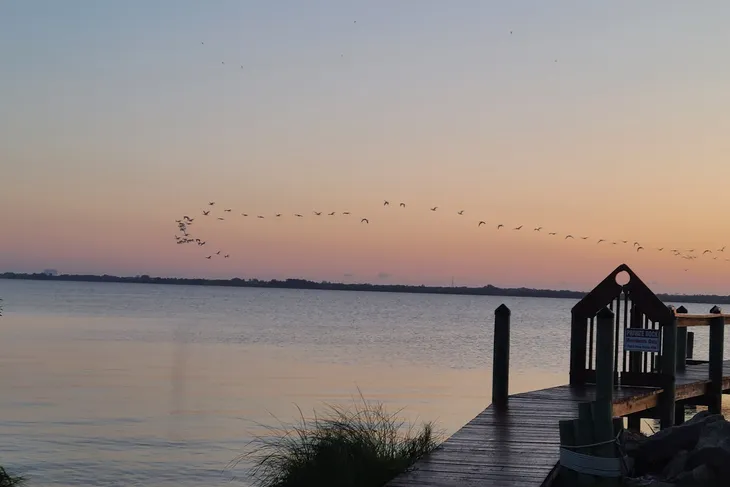Space Coast Feline Network
