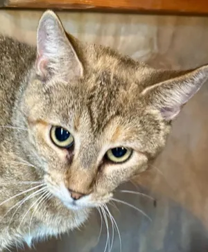 Patches Tabby