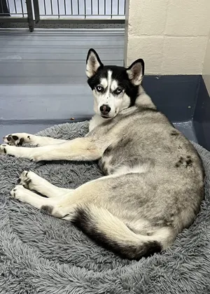 Akila