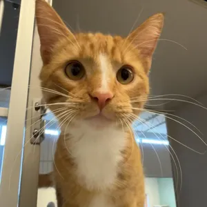 Loki