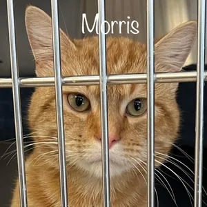 Morris