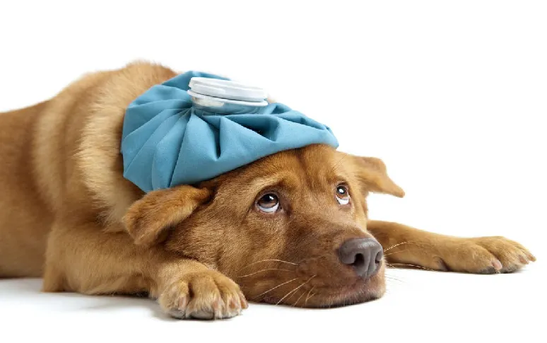 7 Unleashing Truths About Canine Cancer