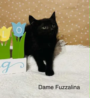 Dame Fuzzalina