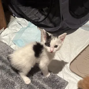 Sylvester