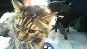 MILO