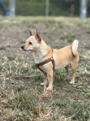 Darcy