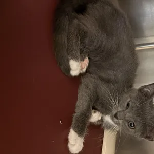 Dolly Purrton