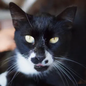 Draco