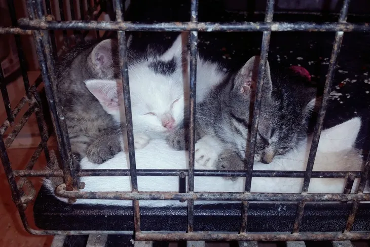 Ouachita Parish Animal Shelter